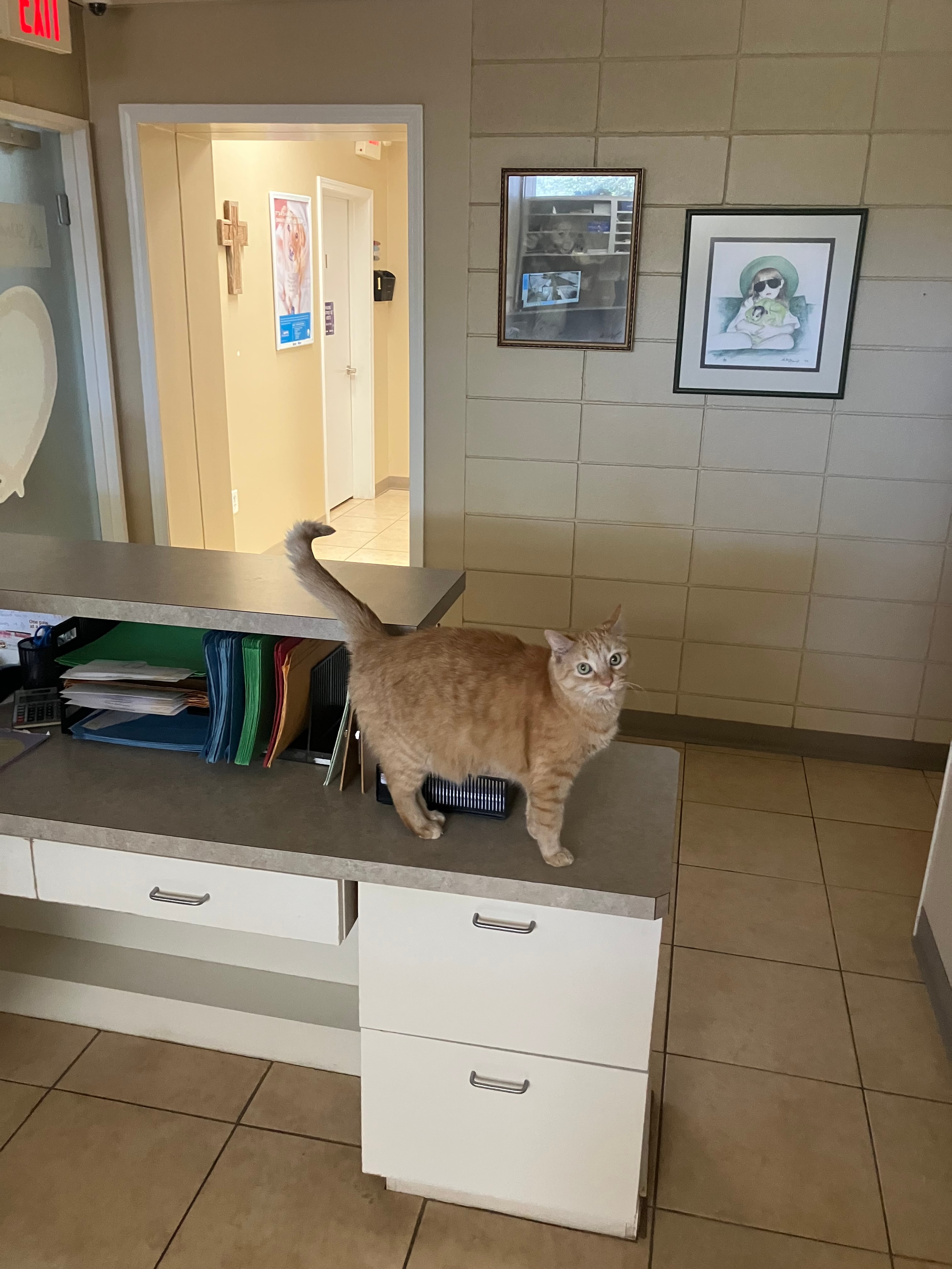 Pet wellness care